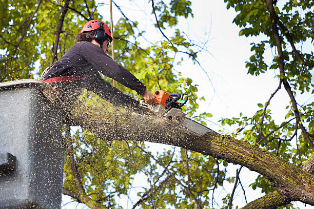 Best Storm Damage Tree Cleanup  in Carrollwood, FL